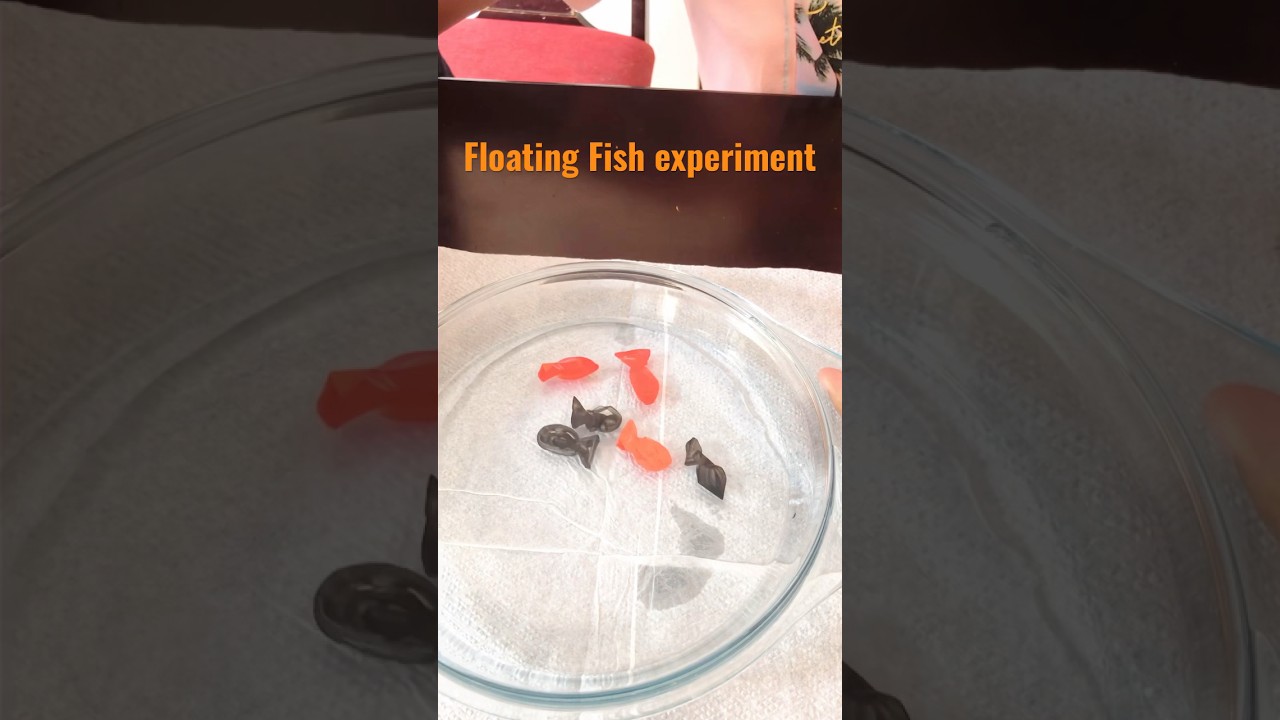 Floating Fish Experiment /Easy science experiments / fun experiments for kids kidseasylearning