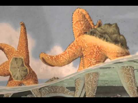 FLOTSAM by DAVID WIESNER - oral presentation