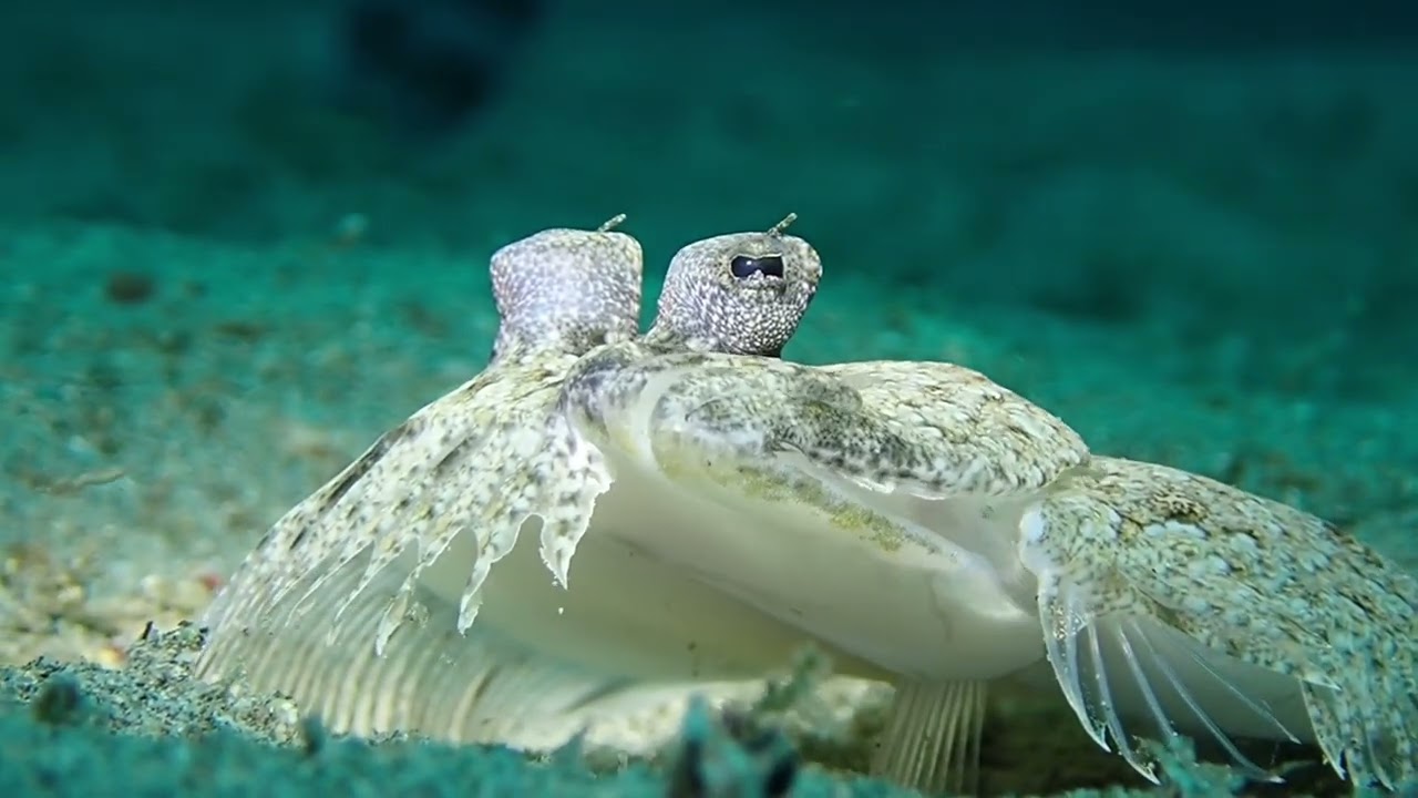 Flounder Fish [ TAMPAL PUKE Local name ]