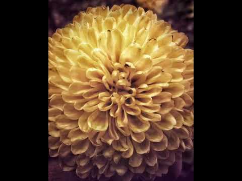 Flowing Flower || iphone6s || SunnyJP || Photography