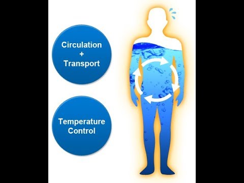 Fluid and Electrolite System Body Fluids
