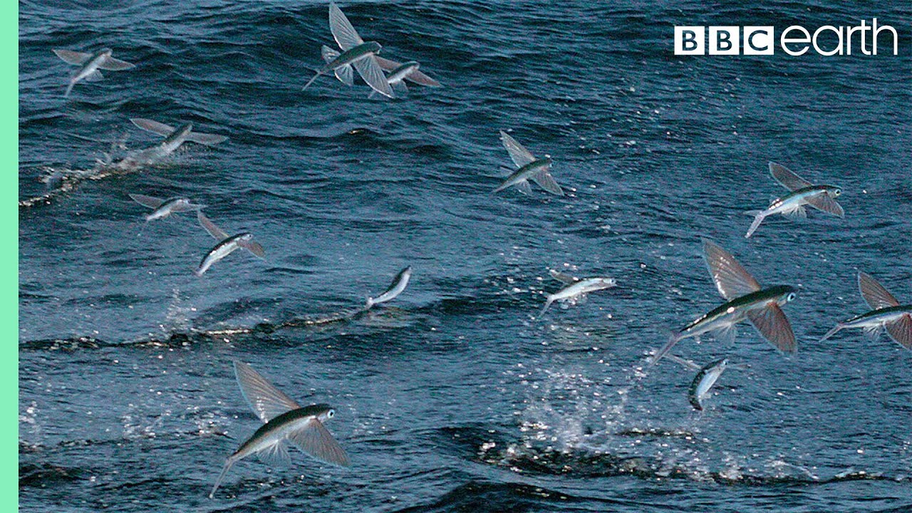 Flying Fish Picked Off From Above And Below | The Hunt | BBC Earth