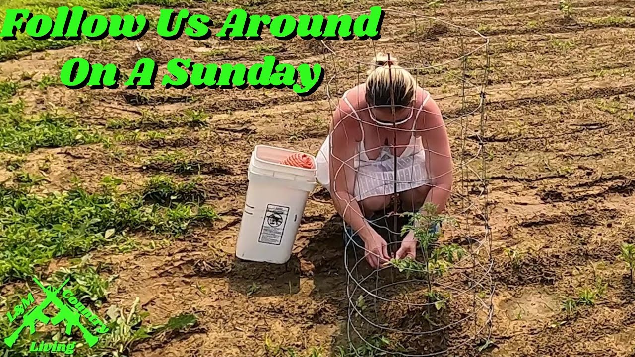 Follow us around on a Sunday plus cage some tomatoes