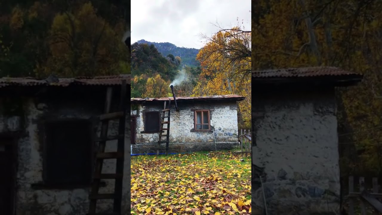 FON MÜZİKLİ [KARLI KAYIN ORMANI] MANZARA VİDEOSU (INSTAGRAM STORY VİDEOLARI) (FAKE STORY ]