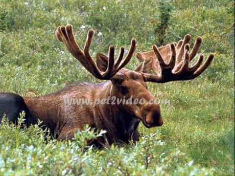 forest animals