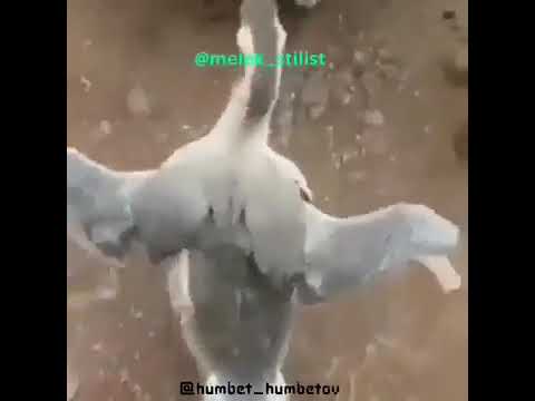 Forslu