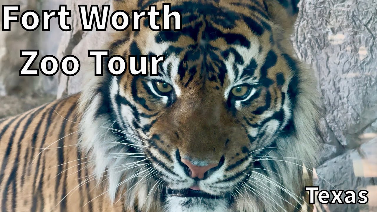 Fort Worth Zoo Tour - Fort Worth, Texas - USA [4K]