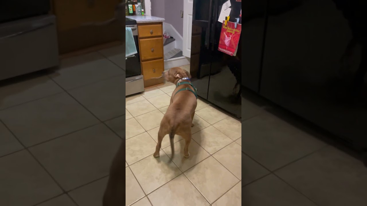Foster Danny found a stick!
