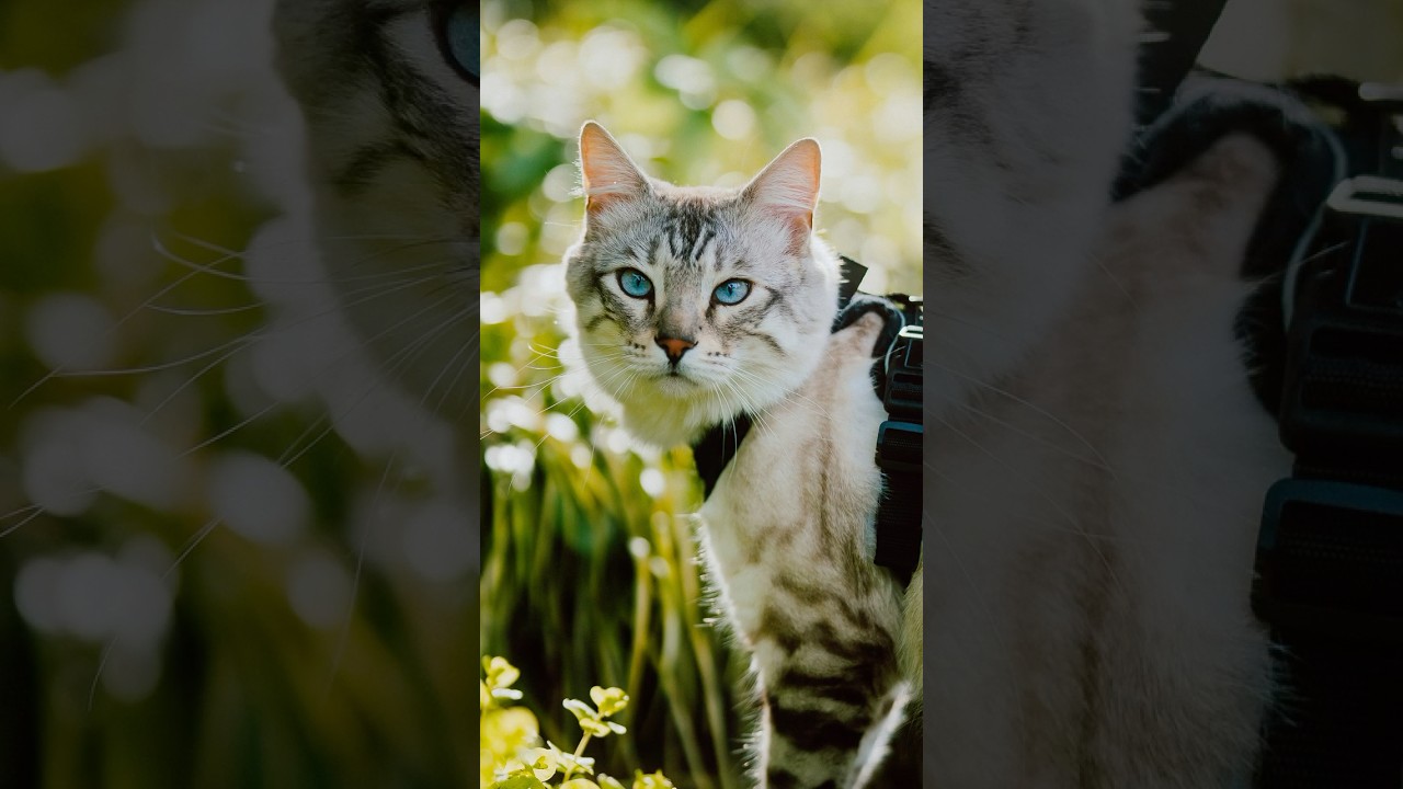 Found a cat with EXTRA TOES 😳 #catphotography #streetportraits