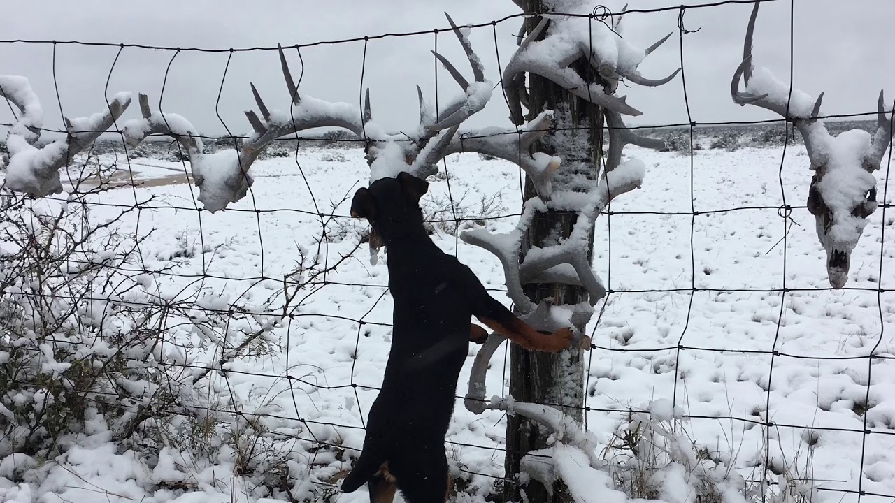 Four month old Jagd Terrier , Learning to be Versatile