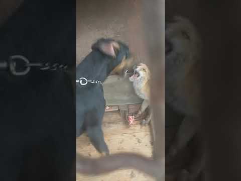 Fox vs jagdterrier Lisica Njemački lovni terijer NLT terijer