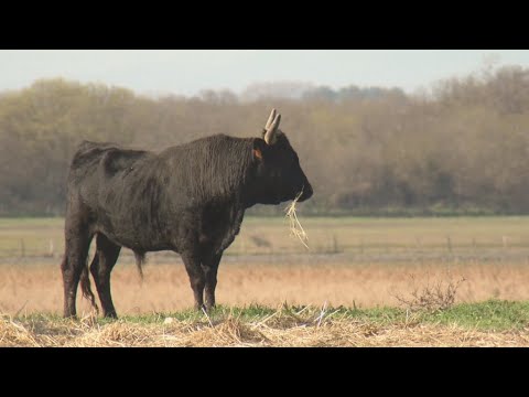 France's Camargue region, a land of marshes, bulls and horses