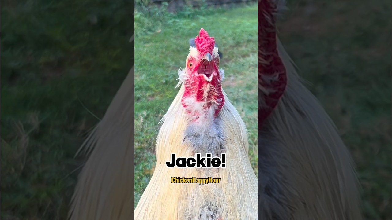 Frankie the #rooster calls #jackie #jacky #jacqueline #chickens #funny #memes