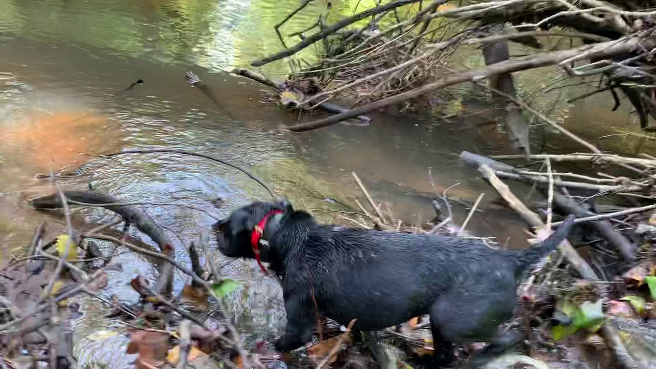 Free casting a patterdale terrier