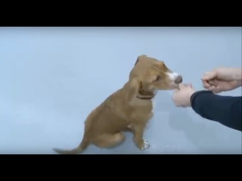 Free money to curb pit bull population remains untouched