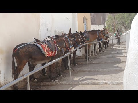 Free Stock Video  - Mules in Santorini Street - Free Download at Videvo.net