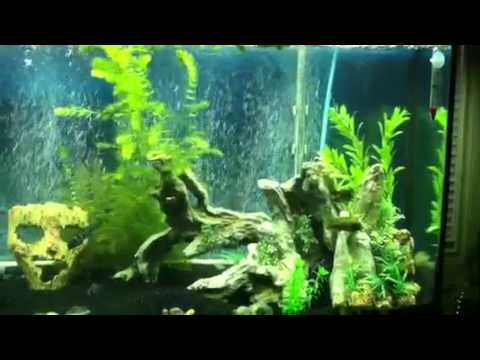 Fresh Water fish tank