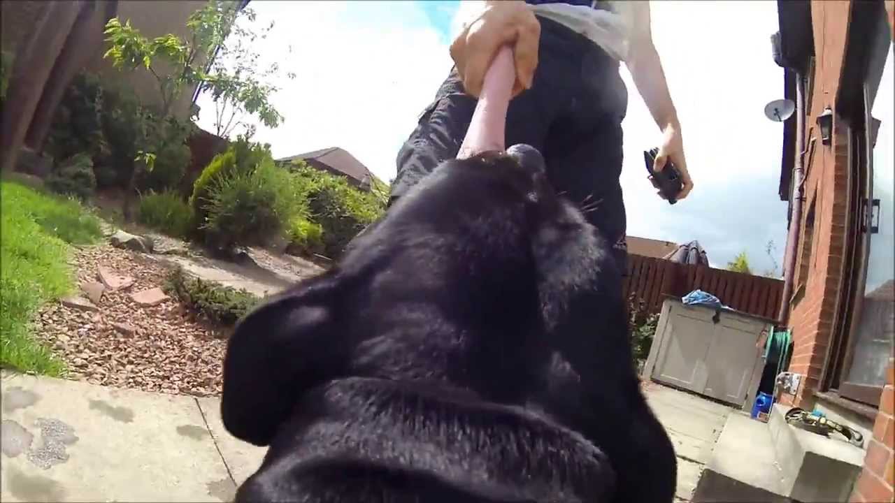 Freya Cam - Playing In The Garden - Staffordshire Bull Terrier