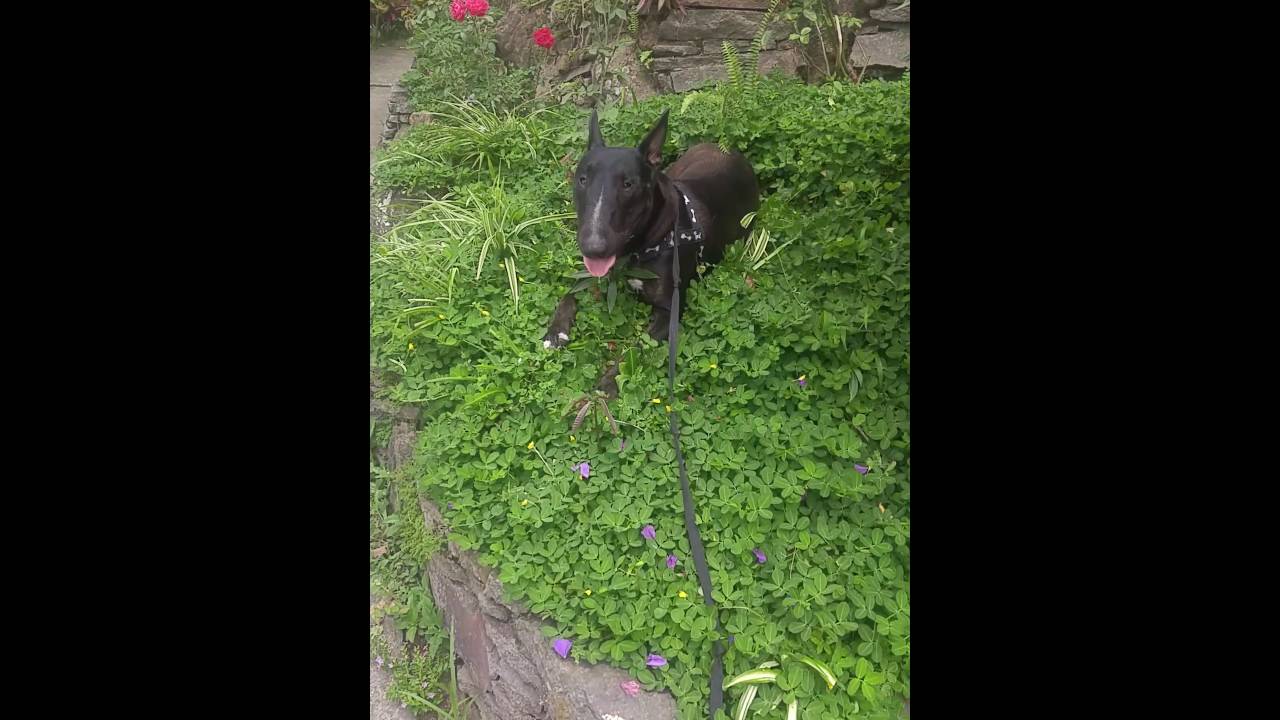 Friska Bull Terrier inglés negro