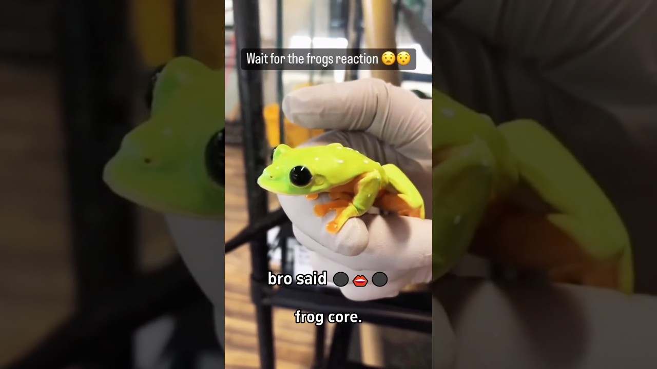 Frog core 🐸 #funny #animals #funnyvideo #fyp #cute #frog #funnyshorts #usa