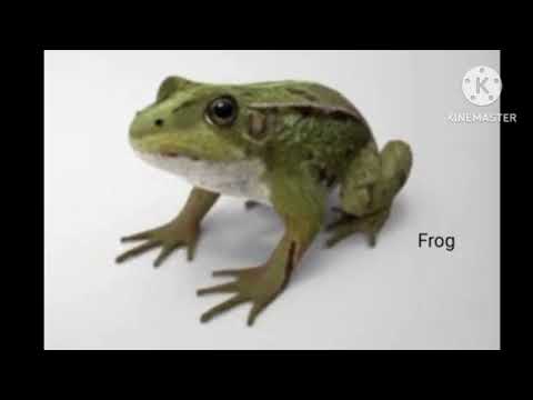 Frog sounds (toad)