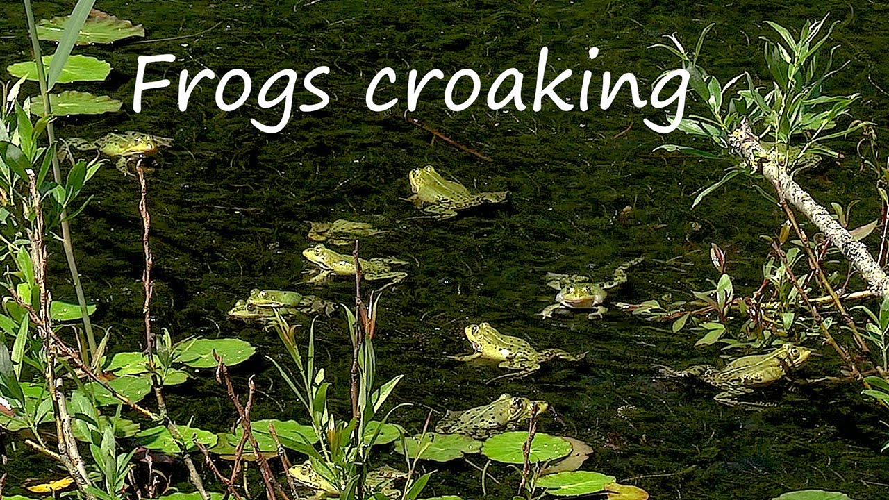 Frogs Croaking • Relaxing Frog Sounds 1 Hour • Beautiful Video of Green Water Frogs in Nature Pond