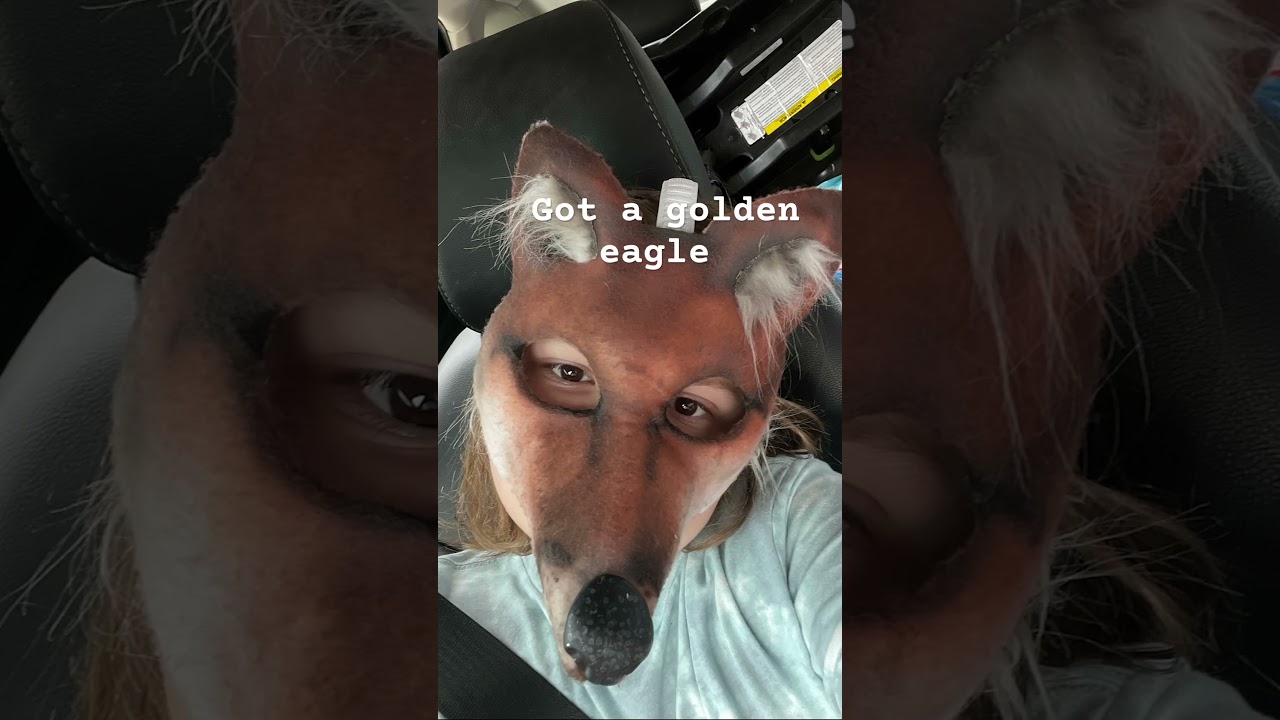 @FruitzyTheTherian #fox #therian #willow #dutchbros @DutchBrosTV #coffeebreak￼