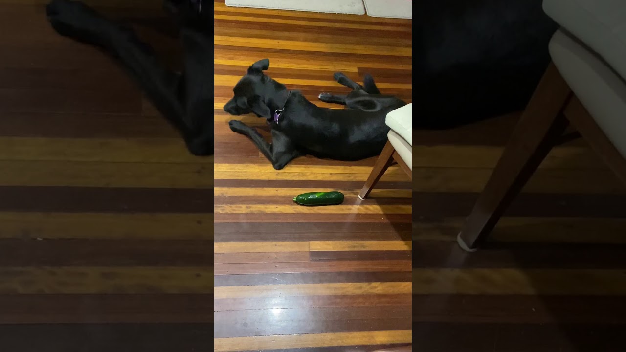 Fuk dat cucumber 🥒