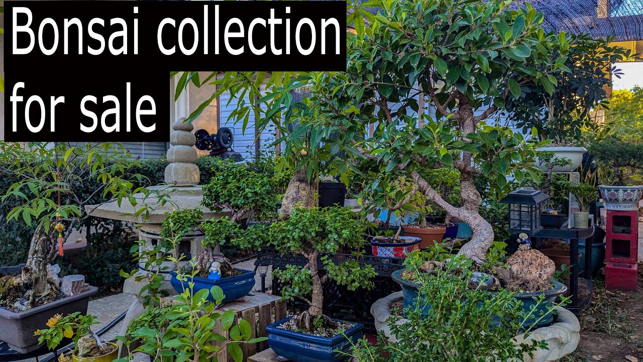 Full Bonsai Collection for sale! Must see!
