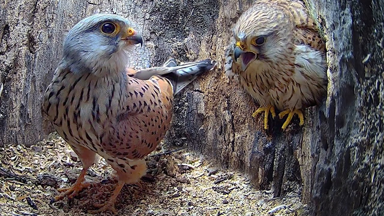 Full Story of Kestrel Couple's First Year 🦅 | Full Story | Athena & Apollo | Robert E Fuller