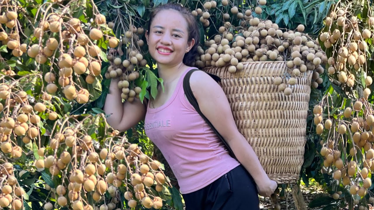 FULL VIDEO: 60 days of harvesting jackfruit, longan, guava and papaya to go to the market to sell