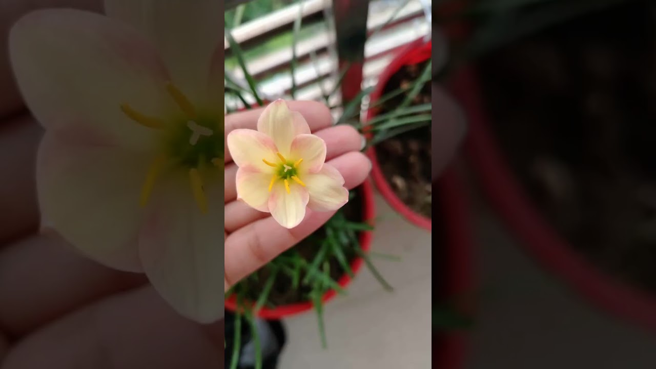fulsss 🌼 #youtubeshorts #viralvideo #nature