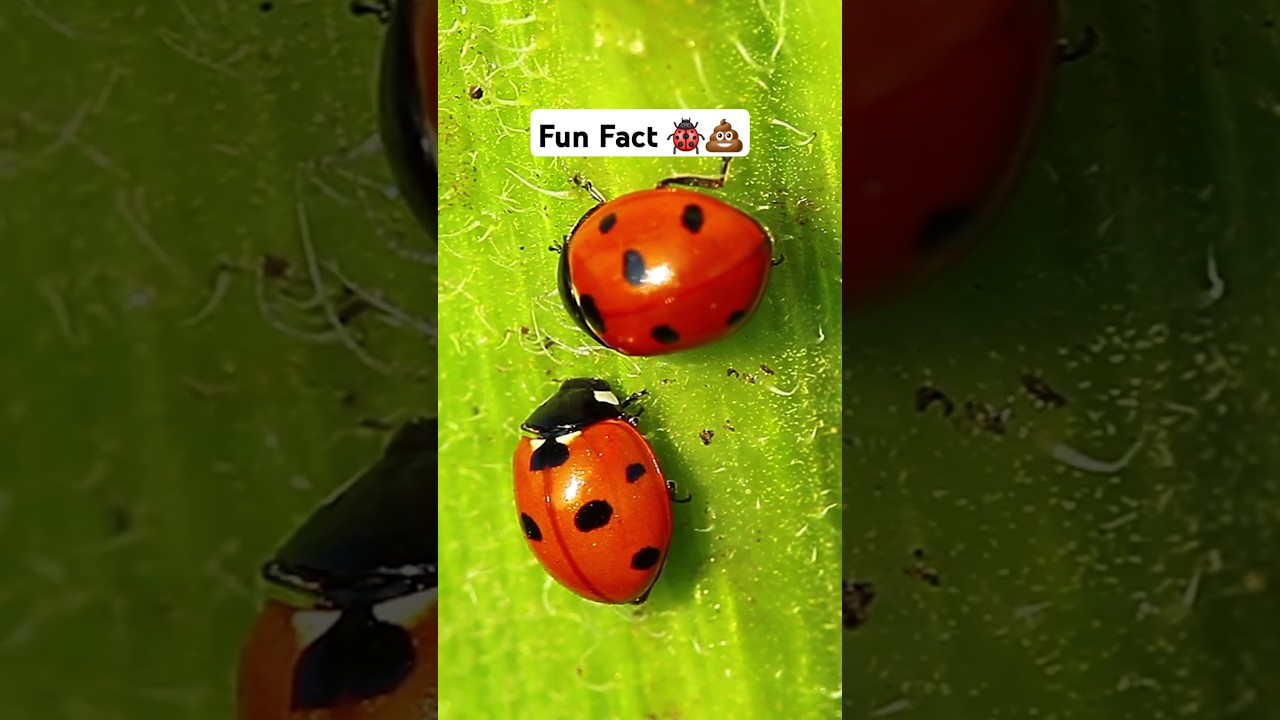 Fun Facts About Ladybugs