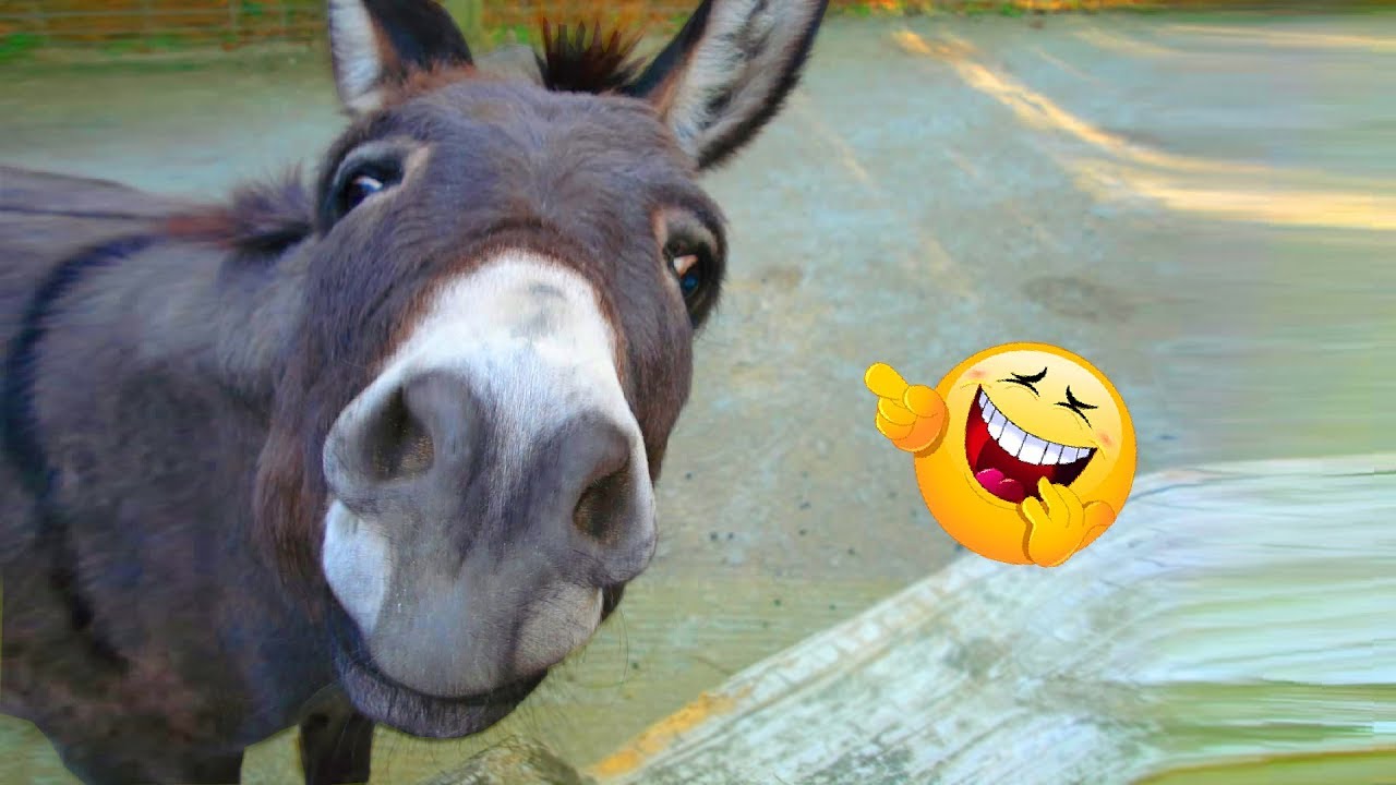 Funniest 😂 Donkey 🐴 Video Compilation Ever! ｜2019