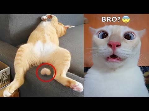 Funniest animals will make you laugh uncontrollably 😂