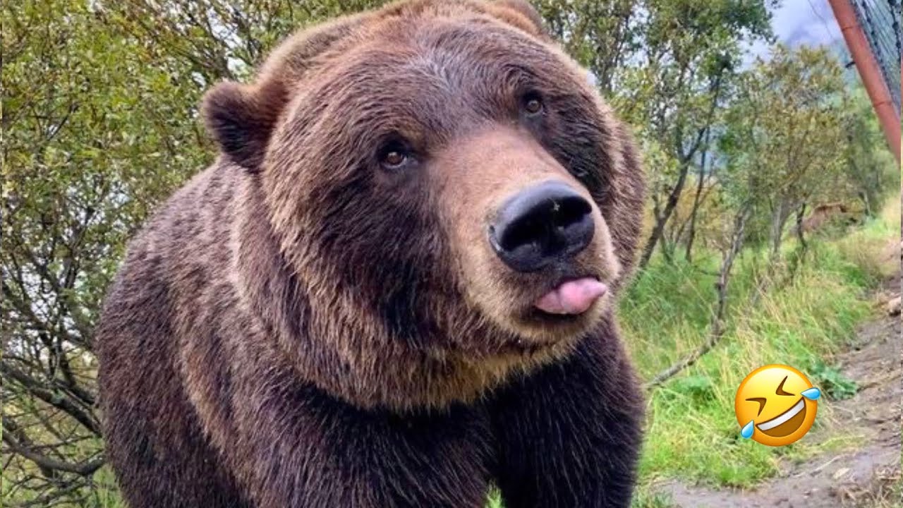 FUNNIEST Bear Compilation | Funny Bears🐻 Funniest Animals Videos | 10 Minutes Best Videos