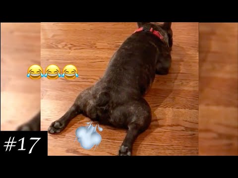 Funniest DOG Farts, YOU 😂 LAUGH HAHA.