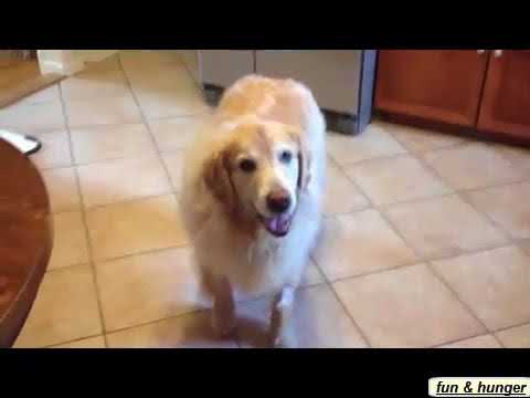 funny animals try drugs 01
