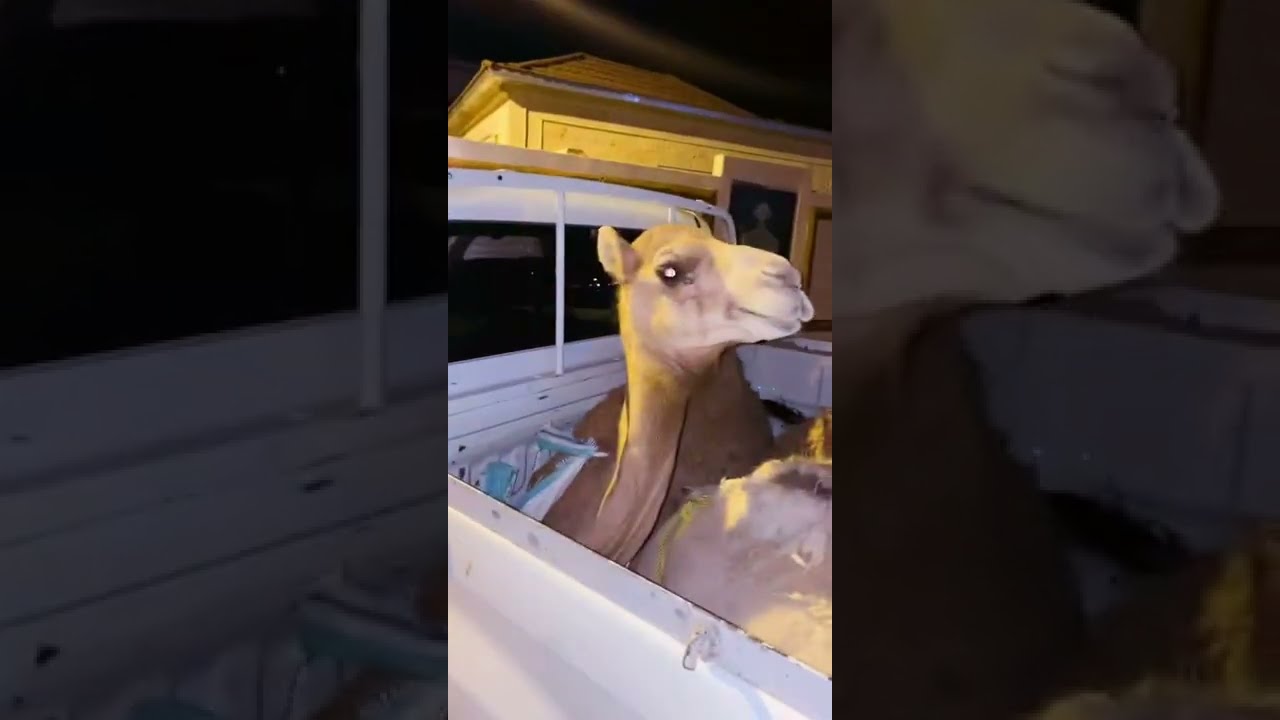 Funny Camel sounds 😂🤣😅