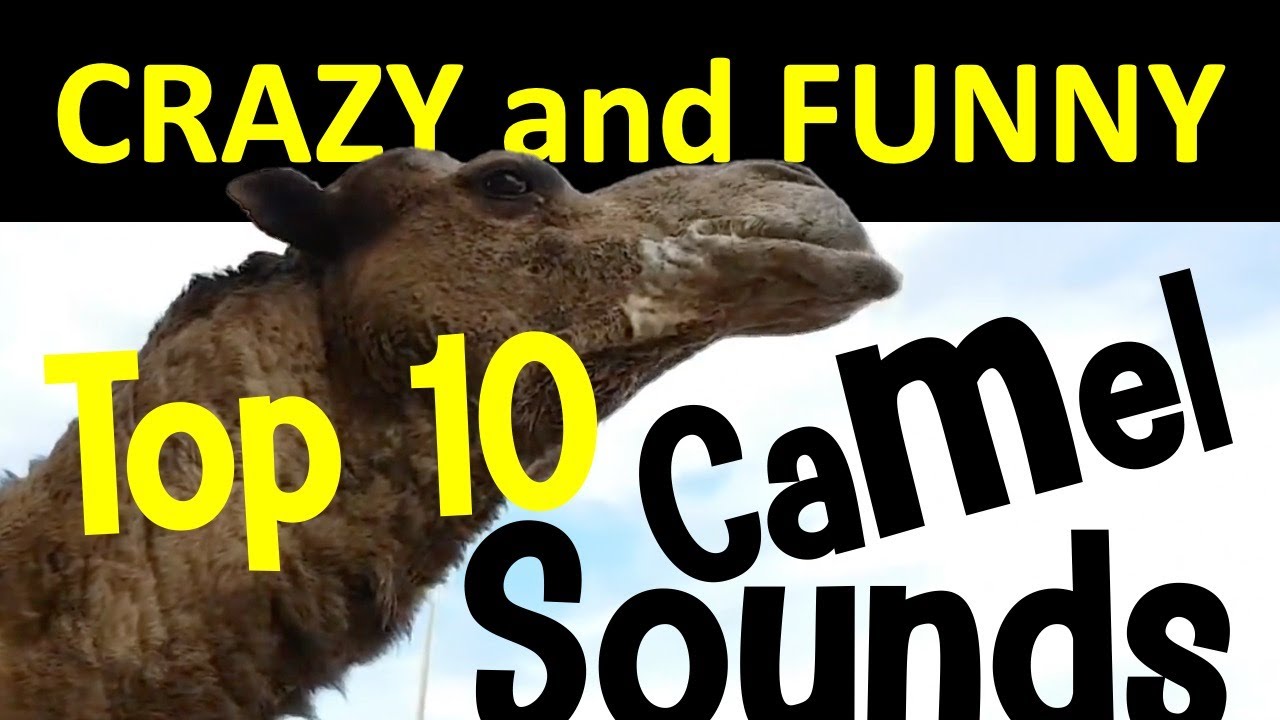 Funny Camel Sounds Compilation | Amazing and Crazy Camels Top 10