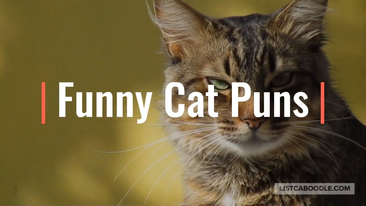 Funny Cat Puns