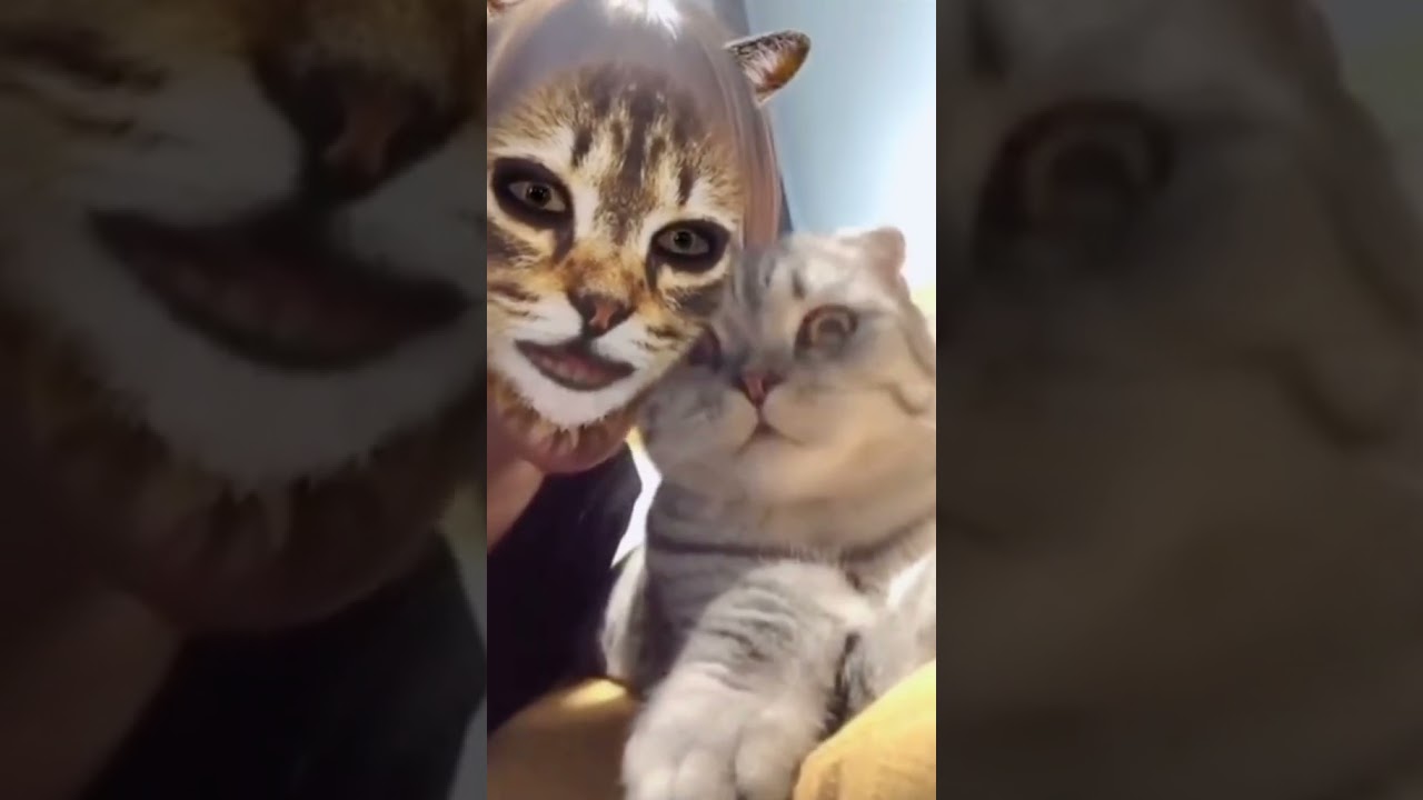 funny Cats efekt & komik kedi efekti