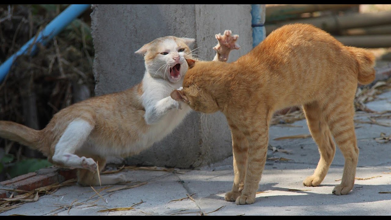Funny Cats Fighting