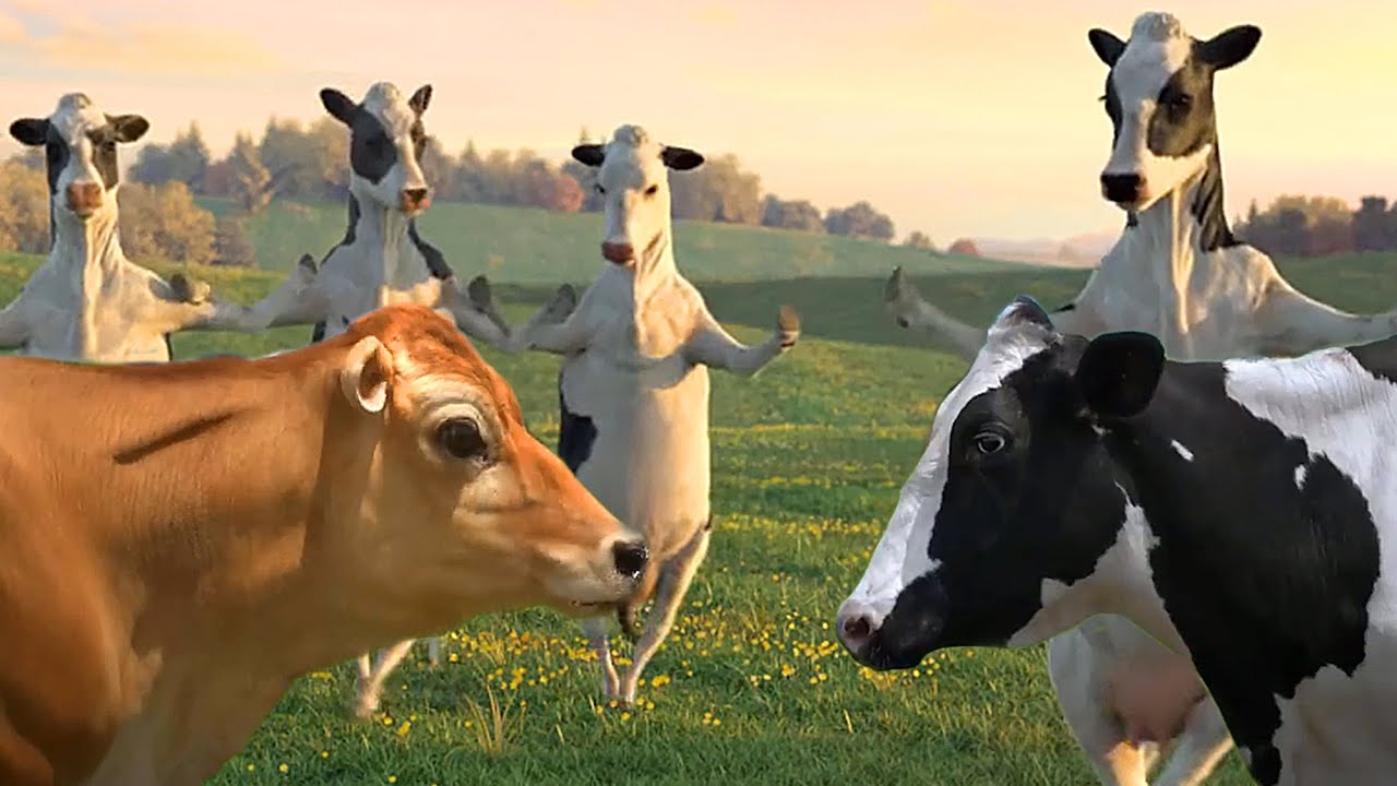 FUNNY COW DANCE 4 │ Cow Song & Cow Videos (Official Music Funny Video)