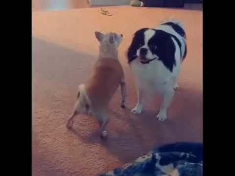 Funny dog twerking