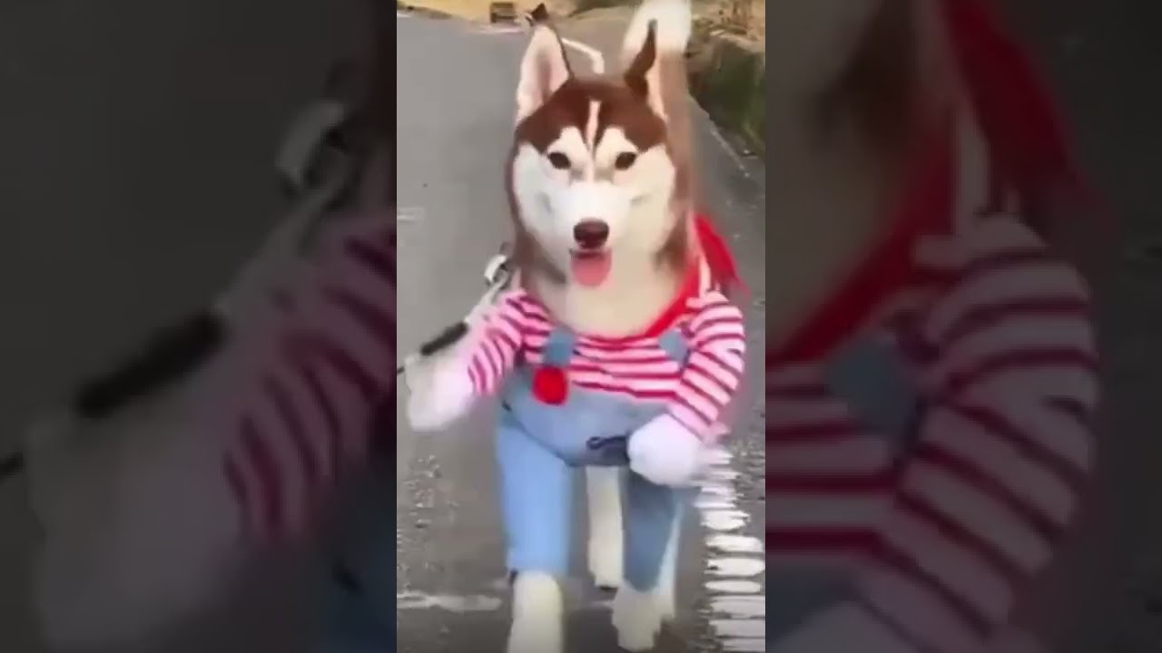 FUNNY DOG VIDEOS 😂 🐶 EN KOMİK KÖPEK VİDEOLARI #best #funny #dog #funnydog #shorts