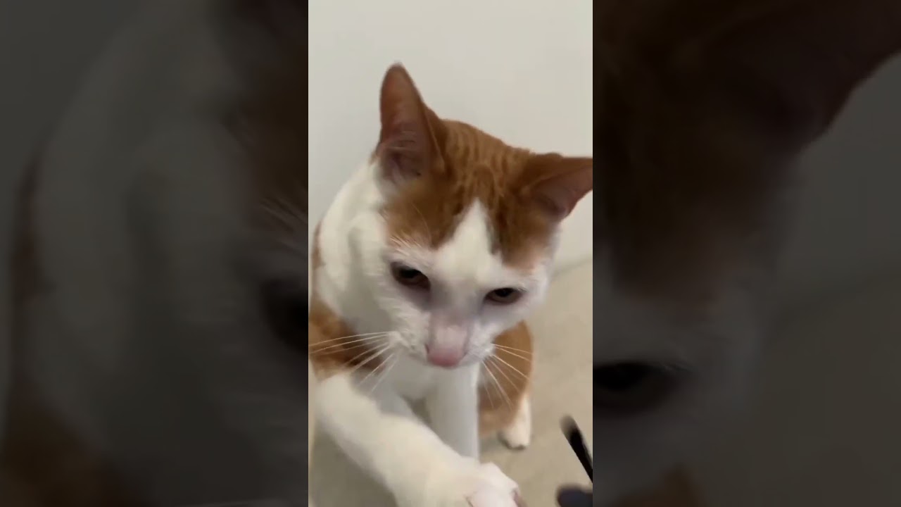 Funny moments of cut puppy's 😻🐶🐵🐈#viralshort
