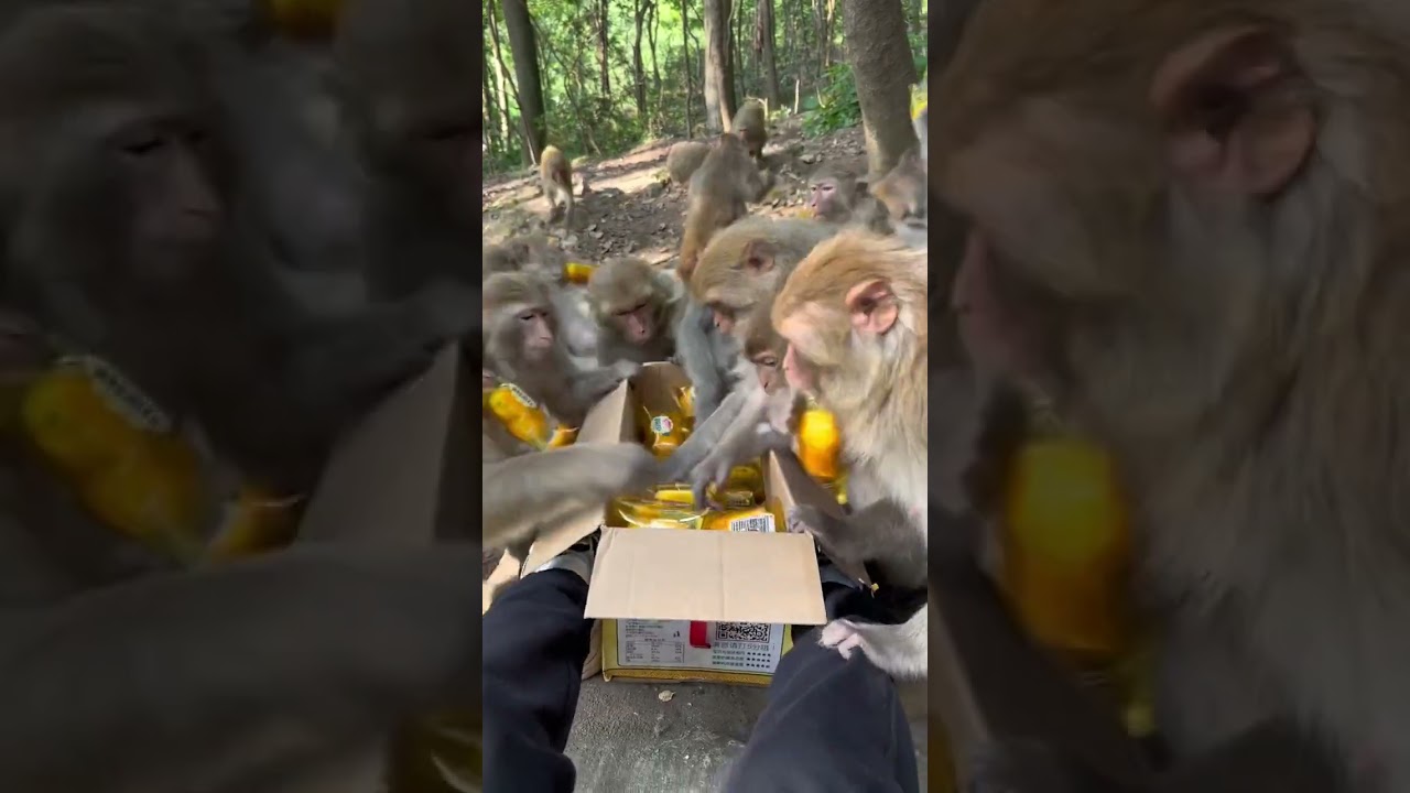 Funny monkey #131