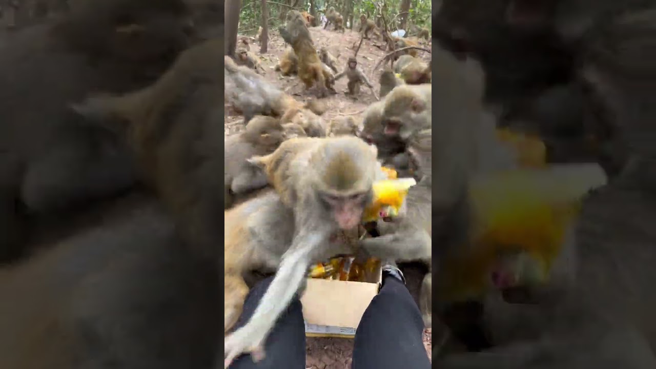 Funny monkey #144