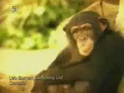 Funny Monkey in the Zoo - VISA Card Advertisement
